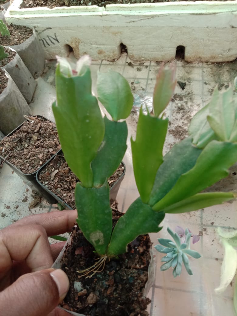 Urban Plants Pack of 12 lovely succulents and cacti
