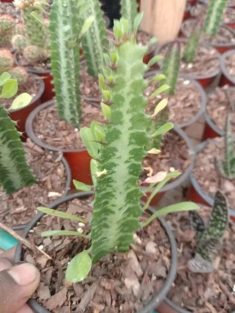 Urban Plants Pack of 12 lovely succulents and cacti