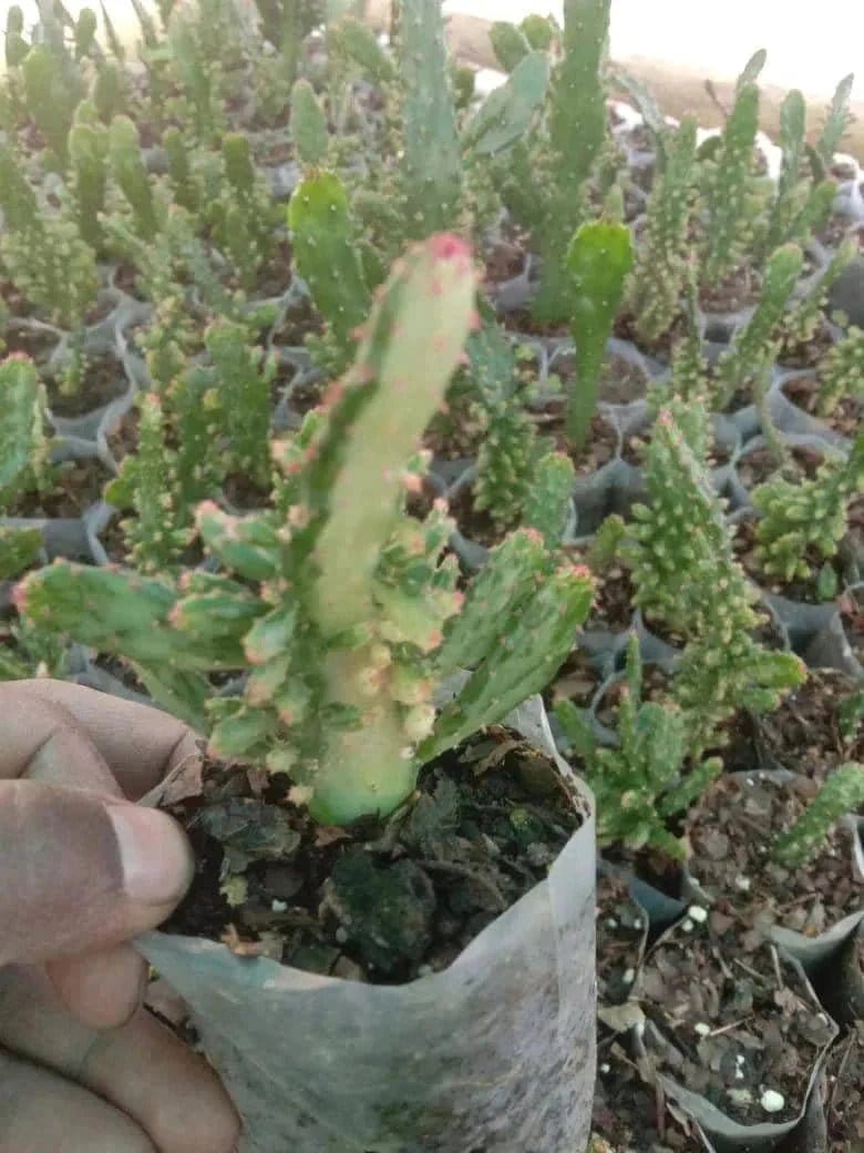Urban Plants Pack of 12 lovely succulents and cacti