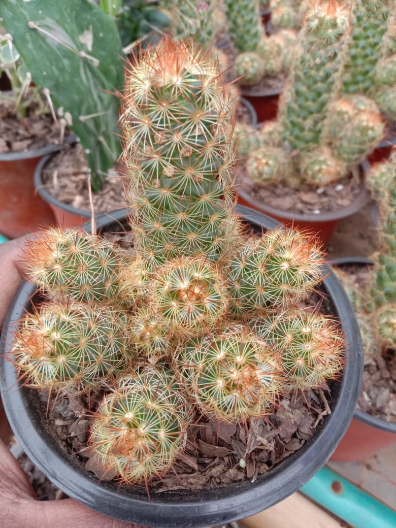 Urban Plants Pack of 12 lovely succulents and cacti