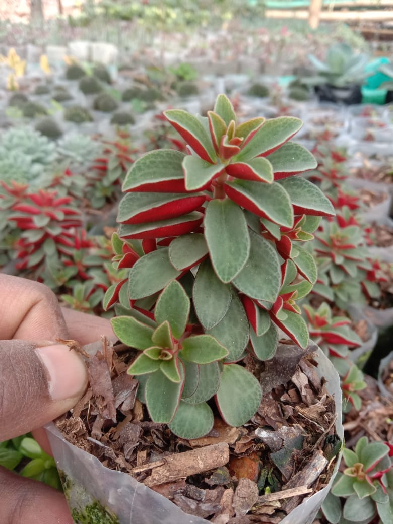 Urban Plants Pack of 12 lovely succulents and cacti