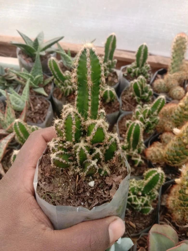 Urban Plants Pack of 12 lovely succulents and cacti