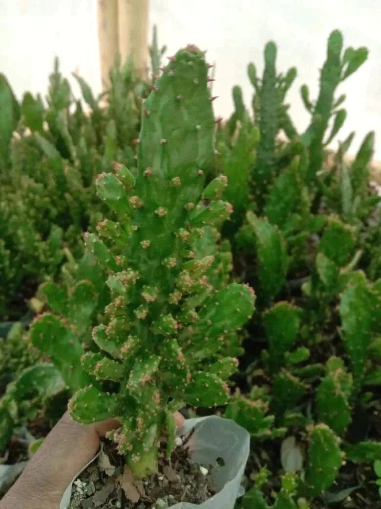 Urban Plants Pack of 12 lovely succulents and cacti