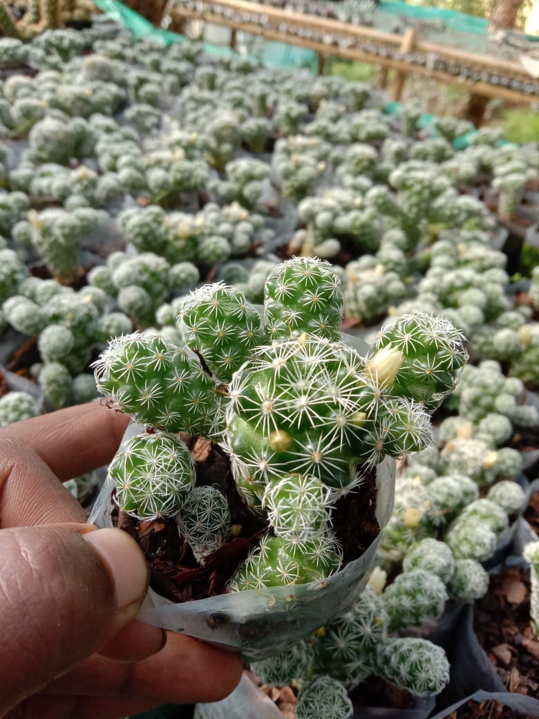 Urban Plants Pack of 5 beautiful cactus