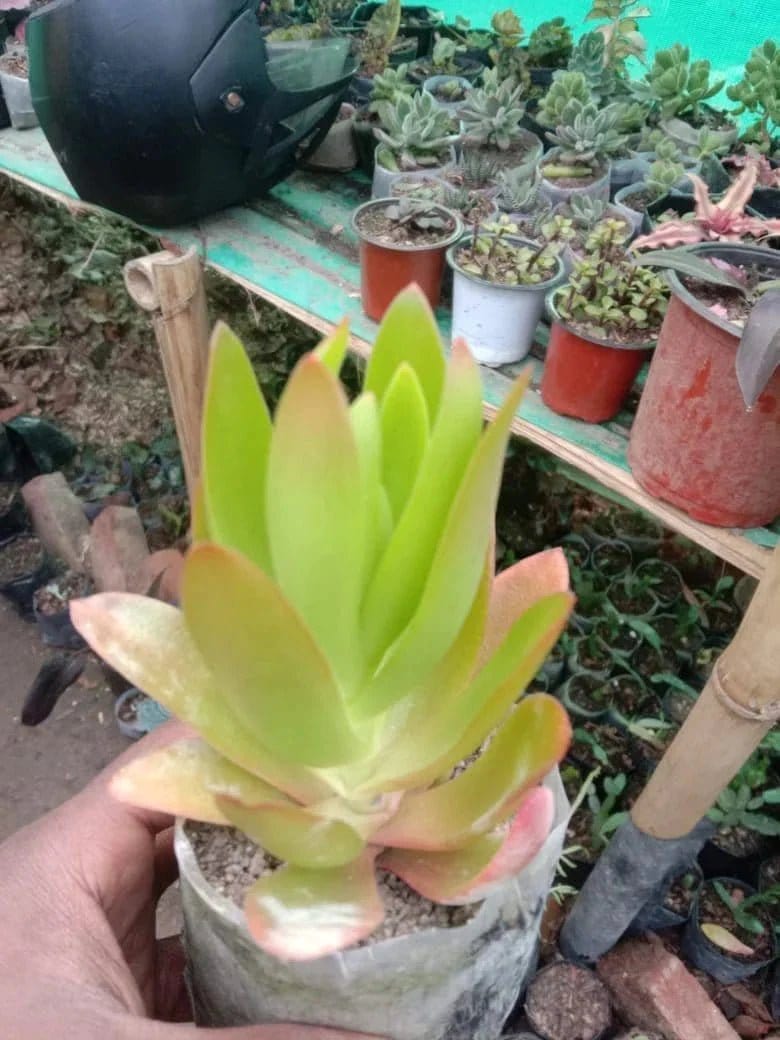 Urban Plants Pack of 5 beautiful succulents