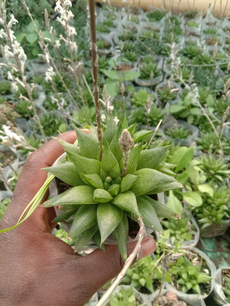 Urban Plants Pack of 5 beautiful succulents