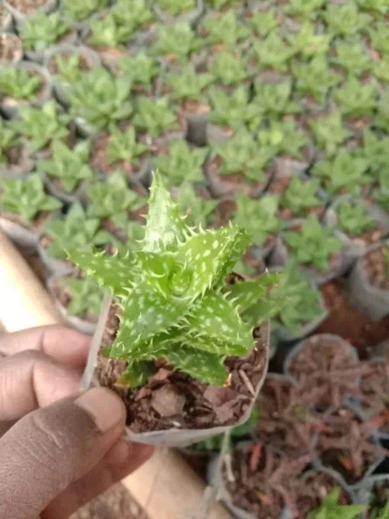 Urban Plants Pack of 5 beautiful succulents