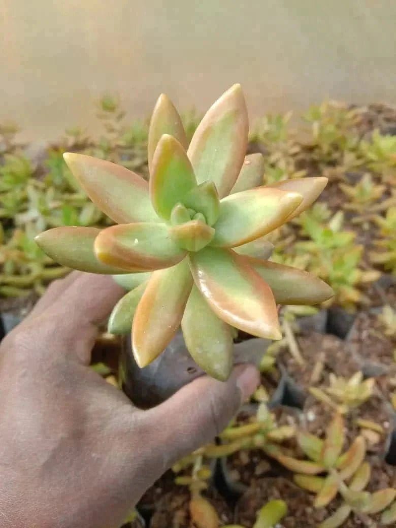 Urban Plants Pack of 5 beautiful succulents
