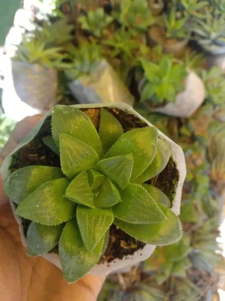 Urban Plants Pack of 5 beautiful succulents