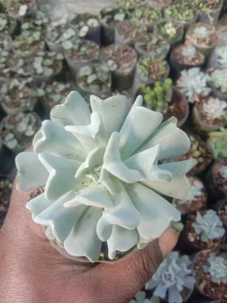 Urban Plants™ Pack of 6 beautiful succulents