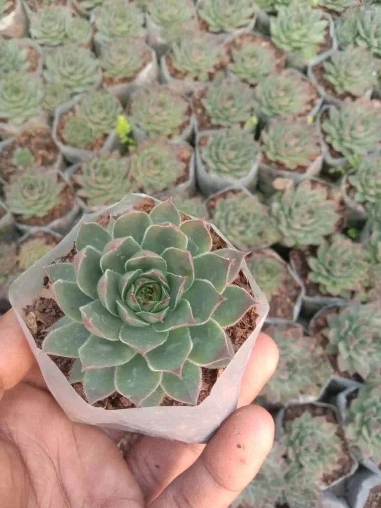 Urban Plants™ Pack of 6 beautiful succulents