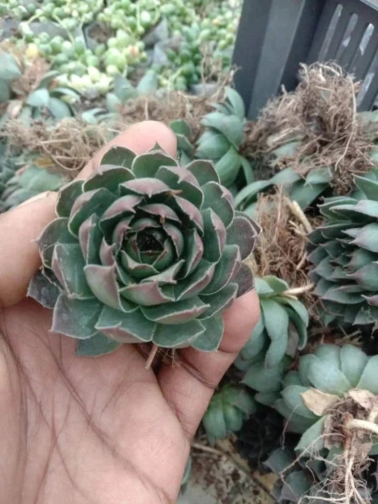 Urban Plants™ Pack of 6 beautiful succulents
