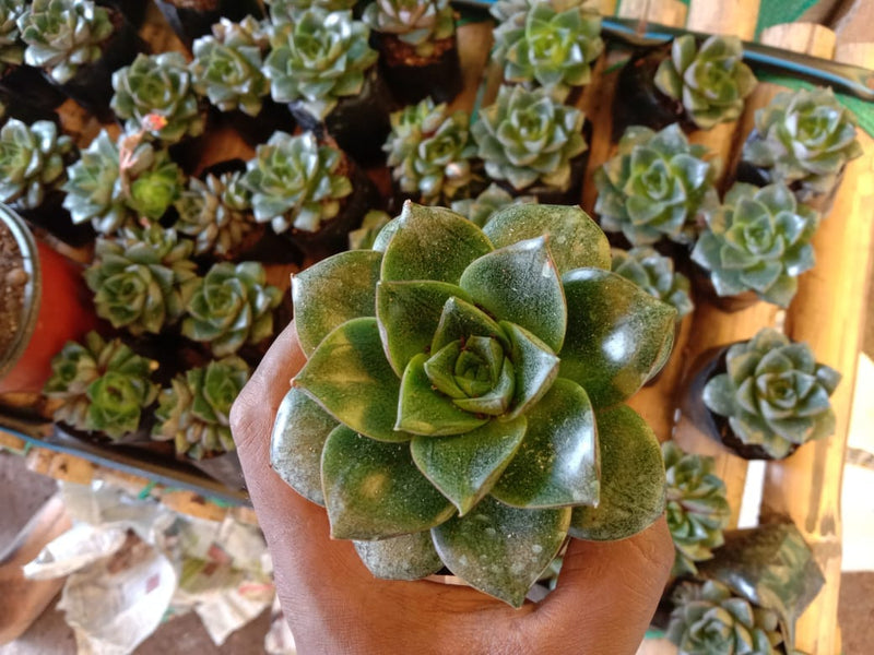 Urban Plants™ Pack of 6 beautiful succulents