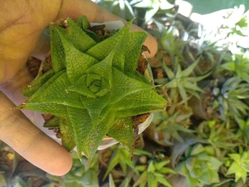 Urban Plants™ Pack of 6 beautiful succulents