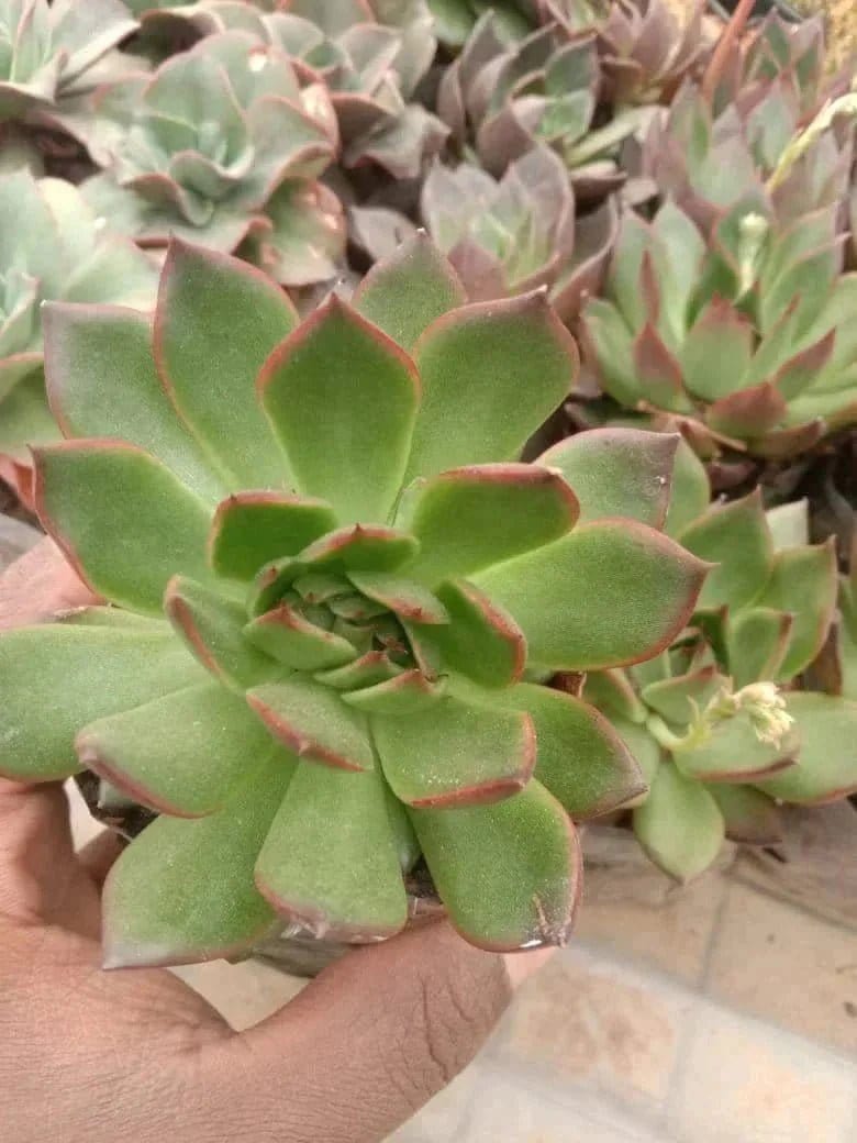 Urban Plants Pack of 6( cacti and succulents )