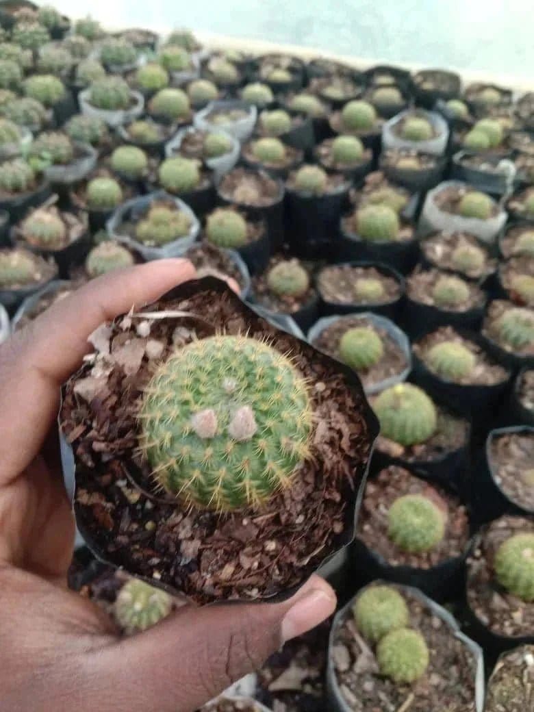 Urban Plants Pack of 6( cacti and succulents )