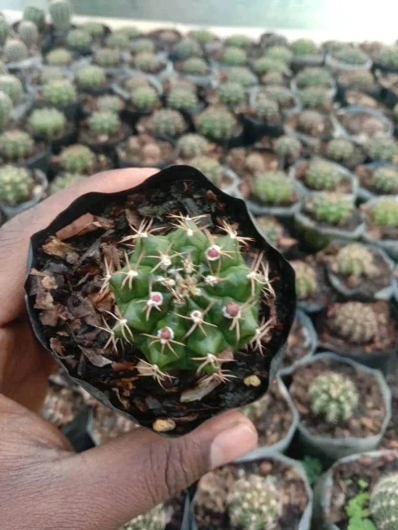 Urban Plants Pack of 6( cacti and succulents )