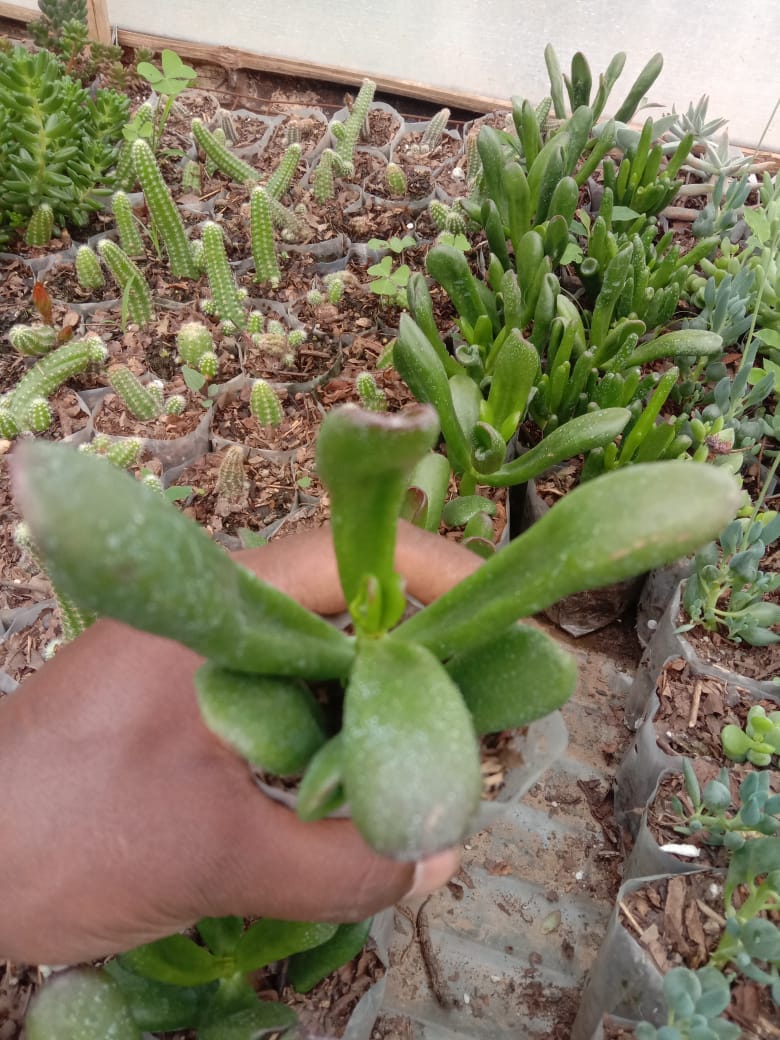 Pack-of-6-exotic-succulents-Urban-Plants
