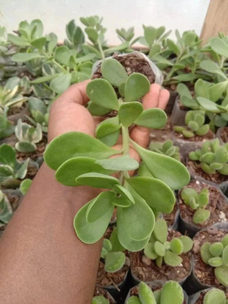 Pack-of-6-exotic-succulents-Urban-Plants