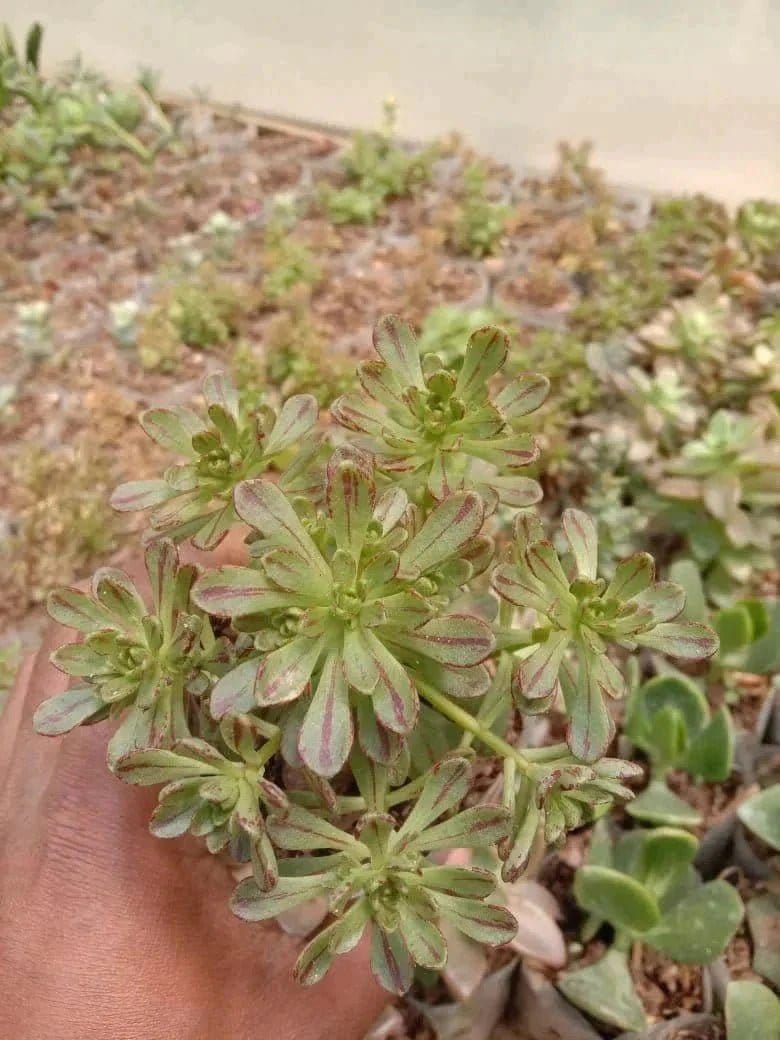 Pack-of-6-exotic-succulents-Urban-Plants