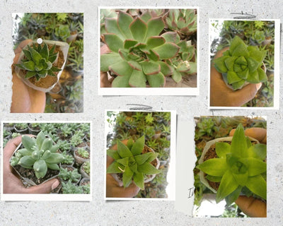 Urban Plants Pack of 6 succulents for office table
