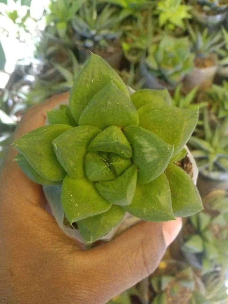 Urban Plants Pack of 6 succulents for office table