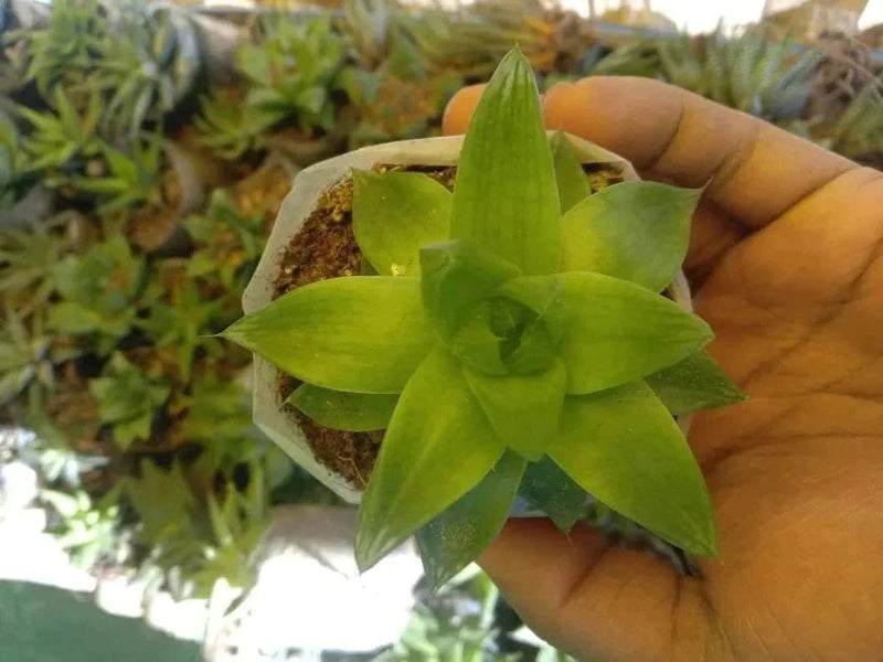 Urban Plants Pack of 6 succulents for office table