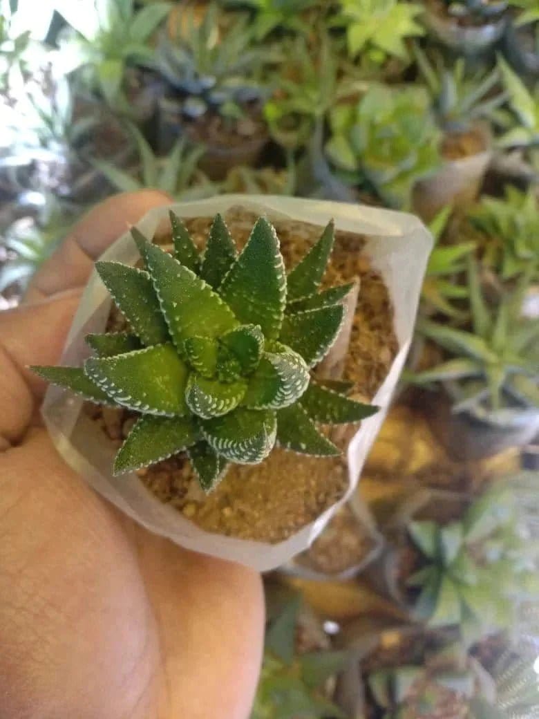 Urban Plants Pack of 6 succulents for office table