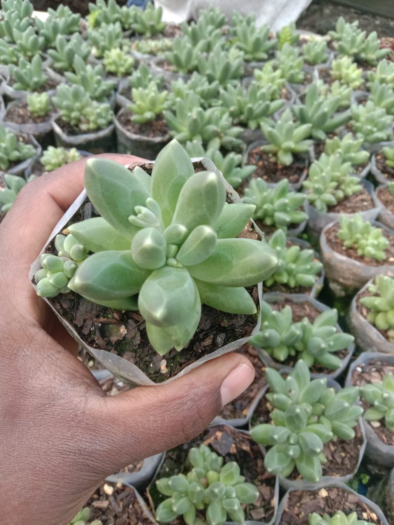 Urban Plants Pack of 6 succulents for office table