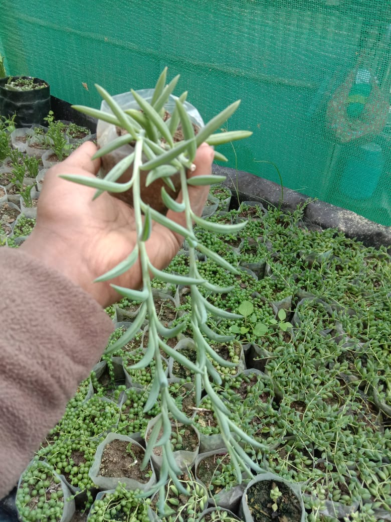 Urban Plants Pack of 8 beautiful hanging succulents