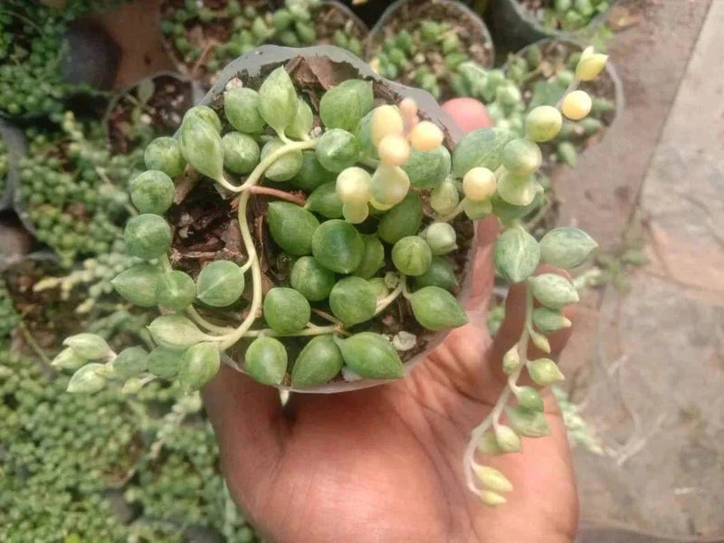 Urban Plants Pack of 8 beautiful hanging succulents