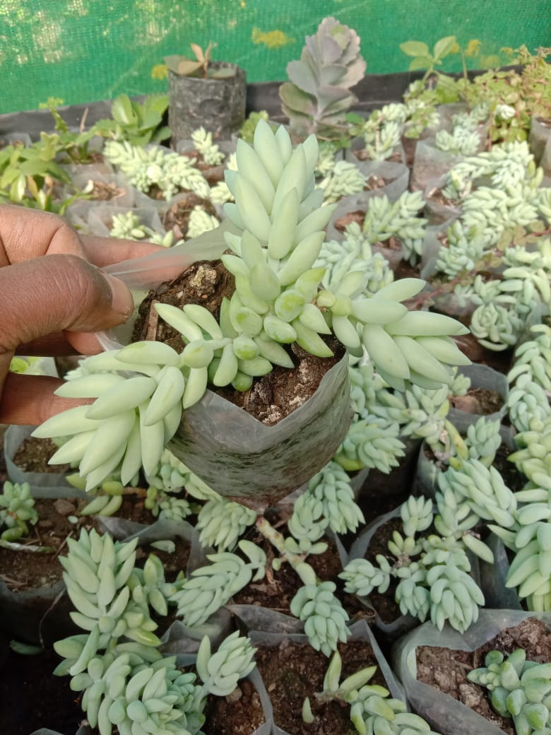 Urban Plants Pack of 8 beautiful hanging succulents