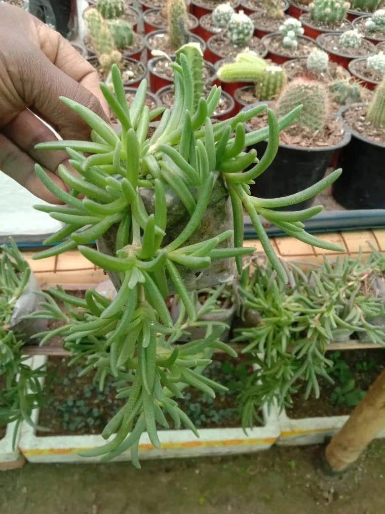 Urban Plants Pack of 8 beautiful hanging succulents