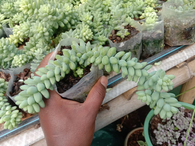 Urban Plants Pack of 8 beautiful hanging succulents