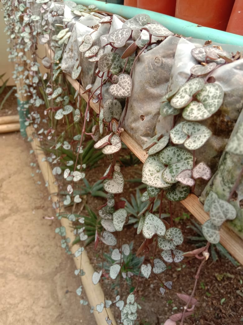 Urban Plants Pack of 8 beautiful hanging succulents