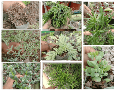 Urban Plants Pack of 8 hanging succulents