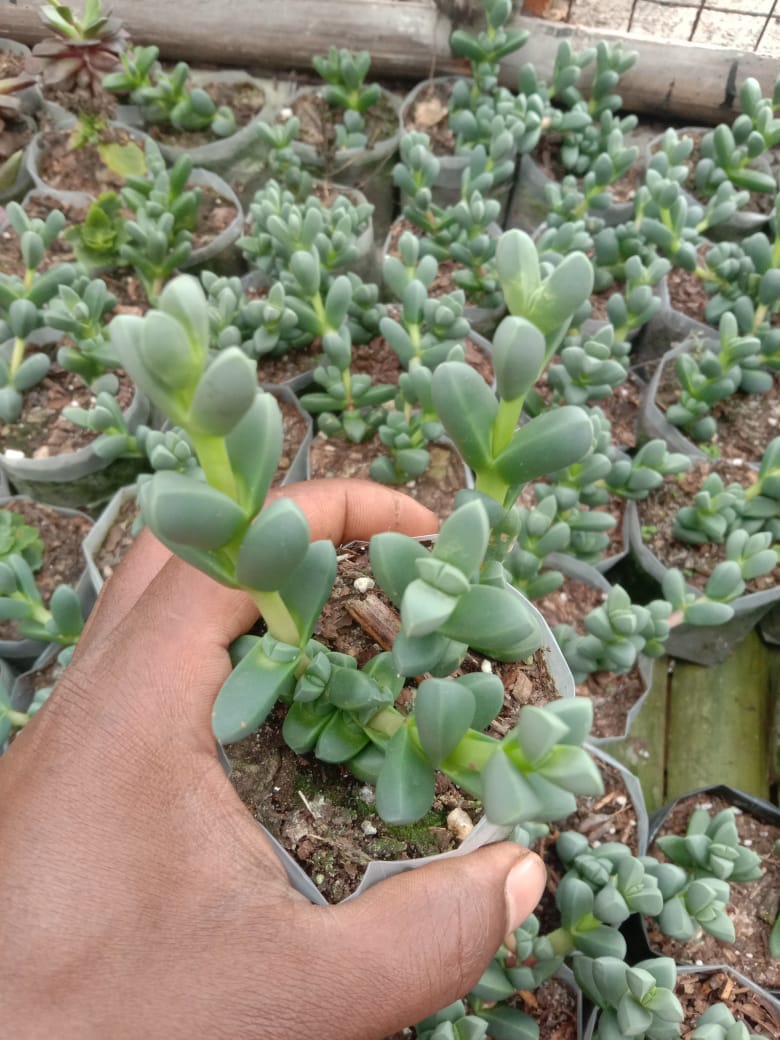 Urban Plants Pack of 8 hanging succulents
