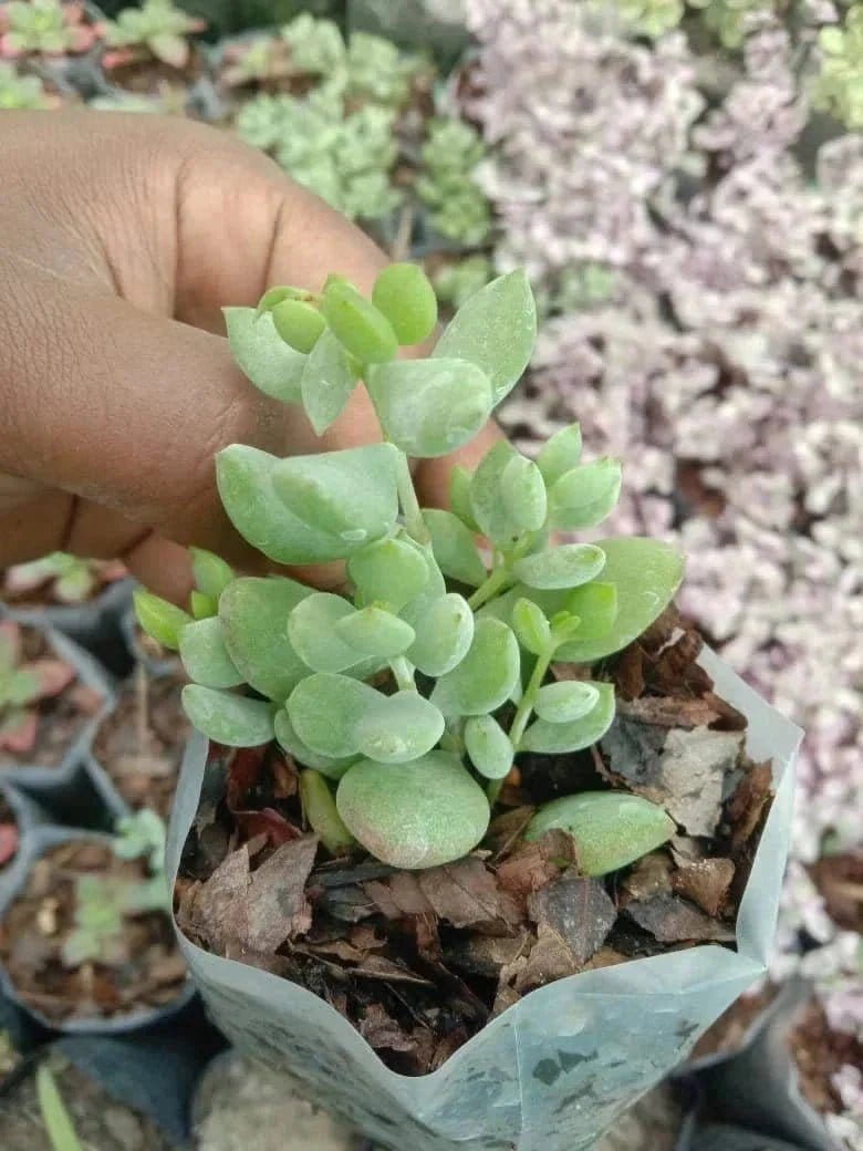 Urban Plants Pack of 8 hanging succulents