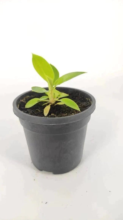 Urban plants Philadendron Green Berkin plants with pot( set of 5)