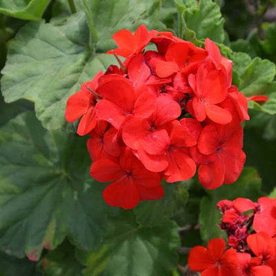 Urban Plants Plant and Flower Pots Geranium plant (Insect  Repellent)
