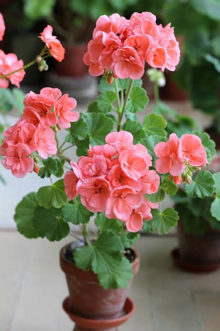 Urban Plants Plant and Flower Pots Geranium plant (Insect  Repellent)