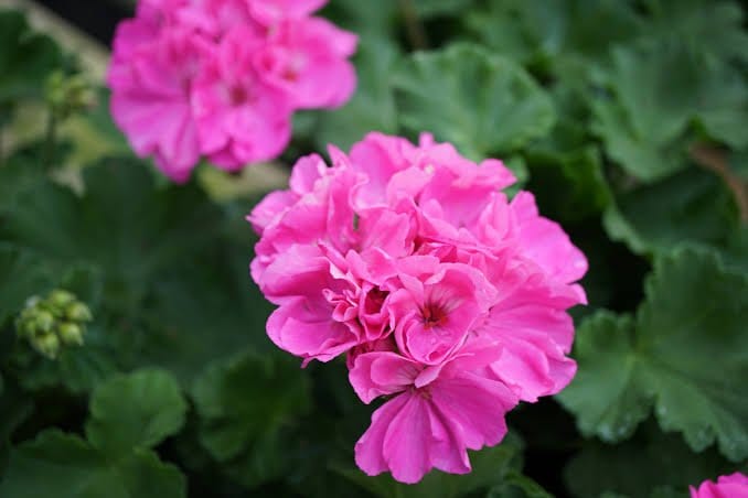 Urban Plants Plant and Flower Pots Geranium plant (Insect  Repellent)