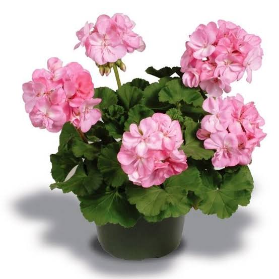 Urban Plants Plant and Flower Pots Geranium plant (Insect  Repellent)
