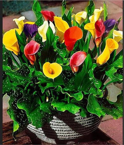 Urban Plants Plant & Flower Bulbs Buy Calla Lily Mix Flower Bulbs