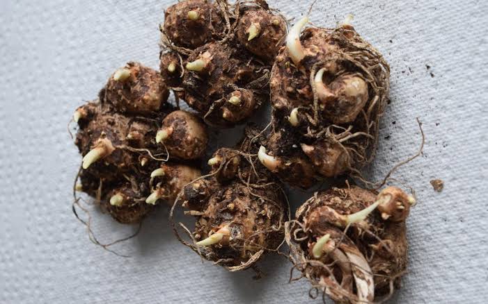 Urban Plants Plant & Flower Bulbs Buy Calla Lily Mix Flower Bulbs