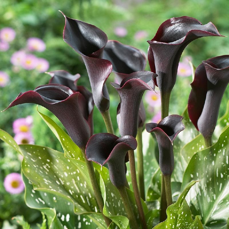 Urban Plants Plant & Flower Bulbs Buy Calla Lily Mix Flower Bulbs