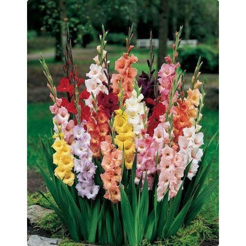 Urban Plants Plant & Flower Bulbs Buy Gladiolus Mix Flower Bulbs