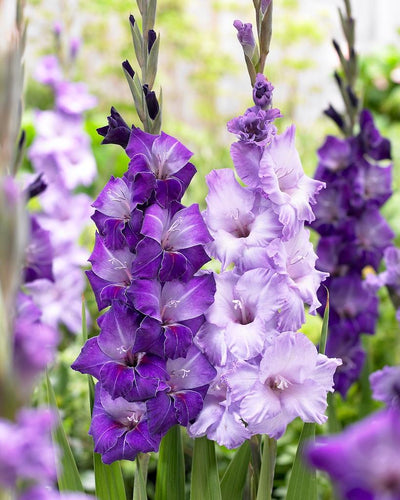 Urban Plants Plant & Flower Bulbs Buy Gladiolus Mix Flower Bulbs