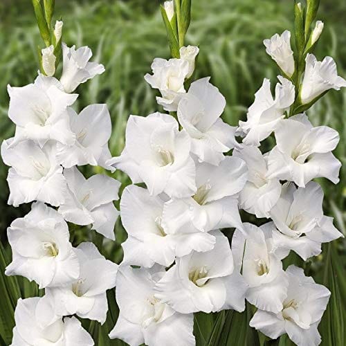 Urban Plants Plant & Flower Bulbs Buy Gladiolus Mix Flower Bulbs