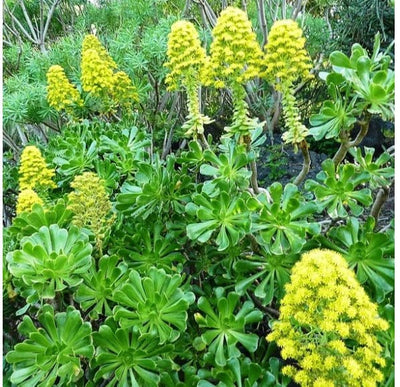 Urban Plants plants Aeonium Arboreum-Tree Aeonium Aeonium Arboreum | Buy Tree Aeonium